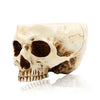 Fantastic Skull Flower Pot