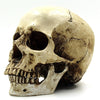 Resin Lifesize Human Skull Replica Mask